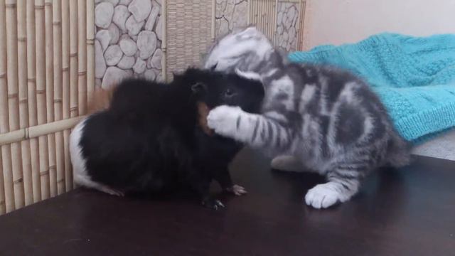 Шотландский кот борец смотреть онлайн