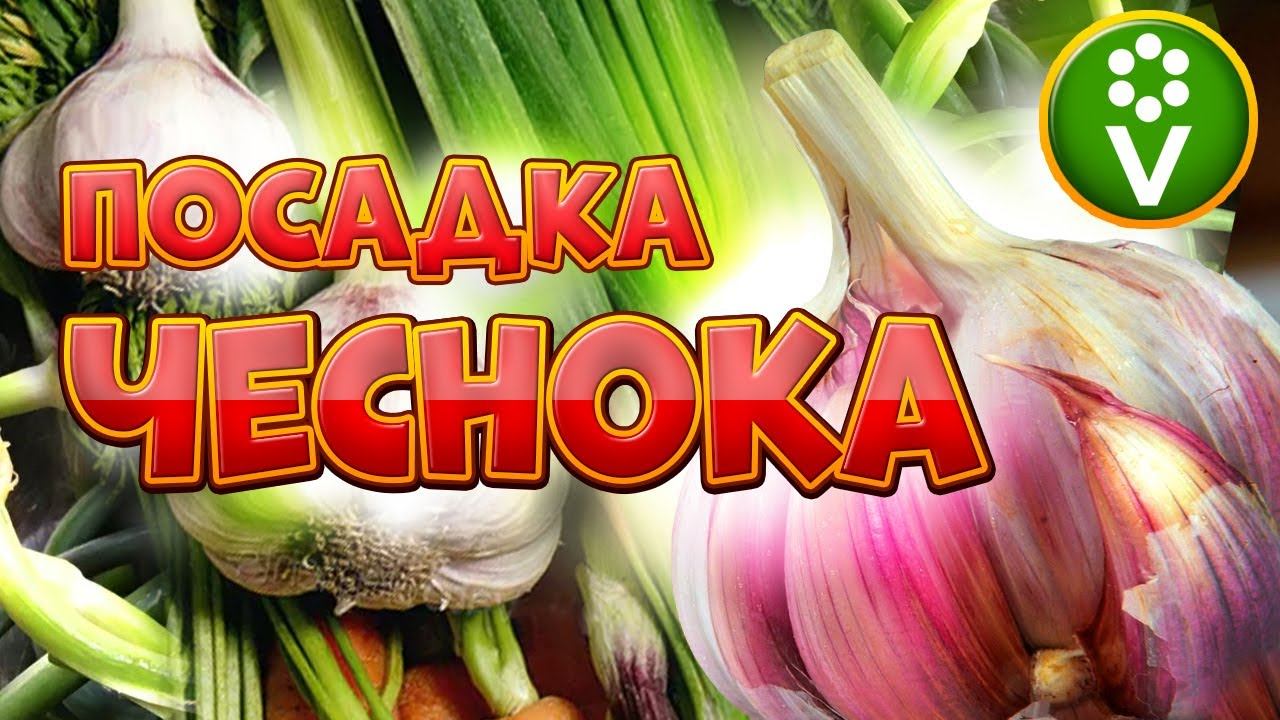 ТАКАЯ ПОСАДКА ЧЕСНОКА ОСЕНЬЮ ГАРАНТИРУЕТ УРОЖАЙ при любой зиме! Узнайте ТОЧНЫЕ сроки посадки чеснока смотреть онлайн