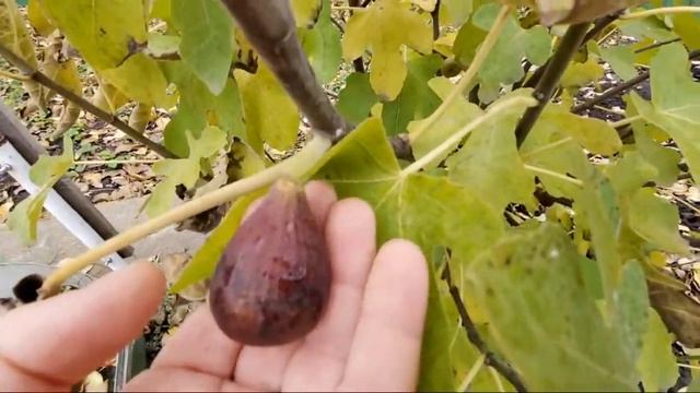 29.10.22. А Також про Iнжир. смотреть онлайн