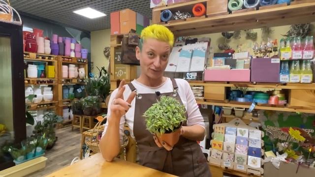 Фикус Лавли - мелколистный сорт фикуса бенджамина |  Самый няшный фикус малышка