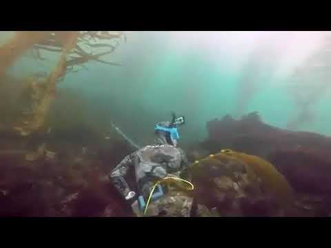 Spearfishing,  Подводная охота в море