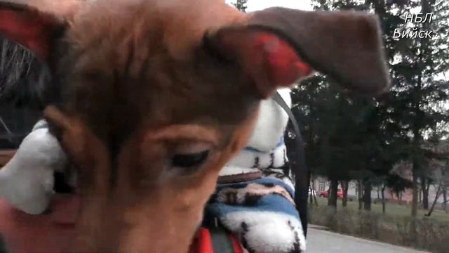 ИГ Бийск. Праздник “Добрый пес” помощь бездомным кошкам смотреть онлайн