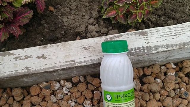 ДЕЛЬФИНИУМ :БОРЬБА С БОЛЕЗНЯМИ У ДЕЛЬФИНИУМА. КАК ВЫЛЕЧИТЬ ДЕЛЬФИНИУМ ?! смотреть онлайн