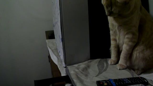cookie playing with the dvd player.AVI смотреть онлайн