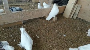 28 февраля 2020 г. отвечаю на вопрос о пропойке голубей