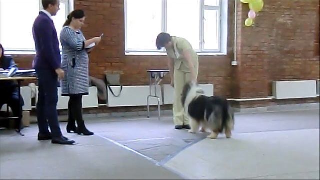 Колли смотреть онлайн