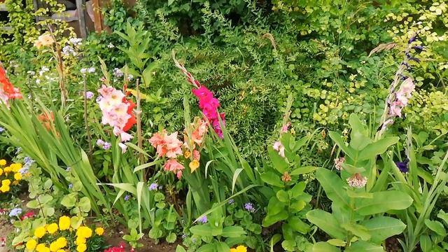 Цветы на даче. Неприхотливые цветы. Многолетники. Ленивая клумба. смотреть онлайн