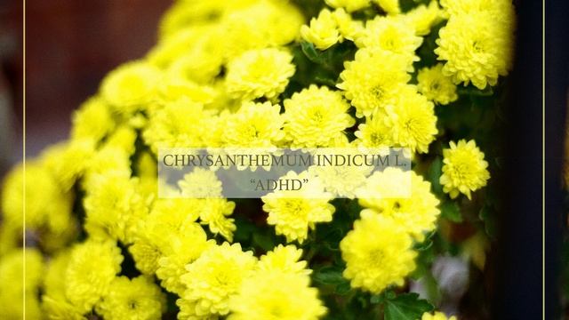 MGD - CHRYSANTHEMUM INDICUM L., 