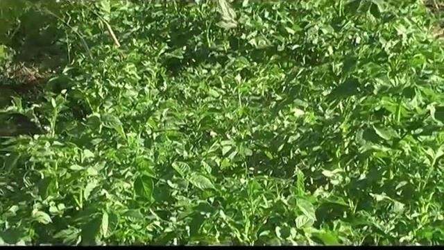 Быстрый компост смотреть онлайн