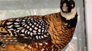 Королевский фазан. Разведение и содержание фазанов.