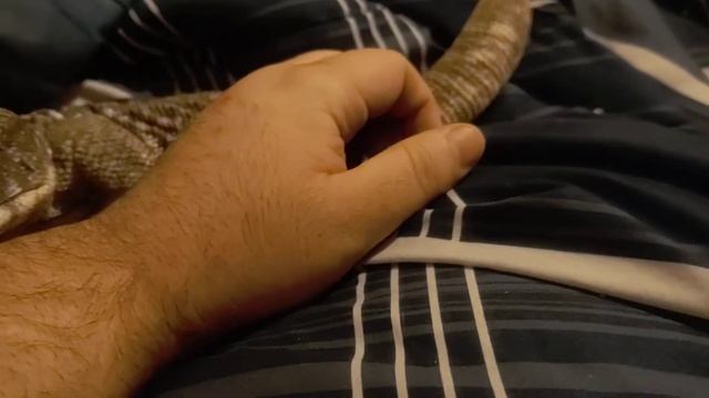 Savannah monitor - Yoshi bonding 2/6/21 смотреть онлайн