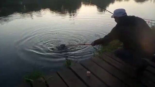 Клариевый сом 26/06/2020