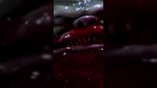 ghoulies delight #game #critters #demons #cute смотреть онлайн