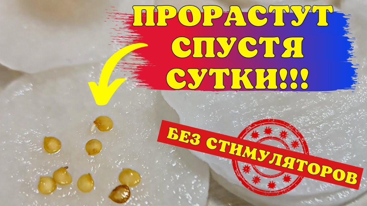 НЕ НУЖНО НИЧЕГО ПРИДУМЫВАТЬ! Самый ЭФФЕКТИВНЫЙ посев ПЕРЦЕВ БЕЗ ПИКИРОВКИ! смотреть онлайн
