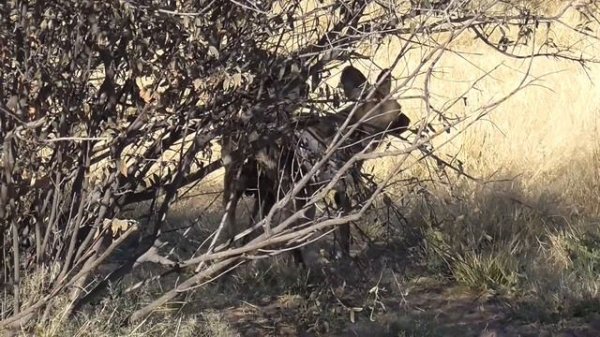 African Wild Dogs - Romance