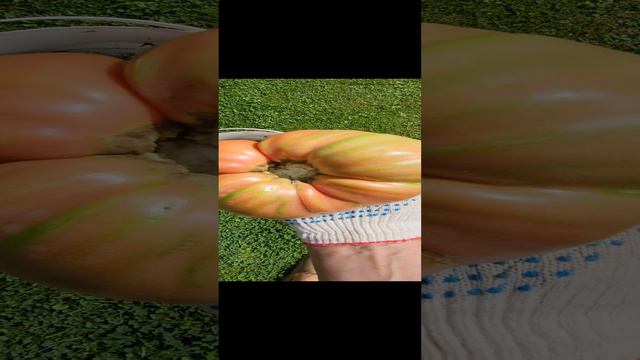 Помидор Мутант. Помидоры в теплице .#дача #садоводство #огород #помидоры смотреть онлайн