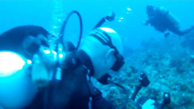 Big green Moray Eel смотреть онлайн