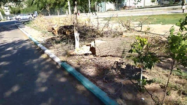 Неделю назад после долгих переписок и звонков спилили опасное дерево перед входом в поликлинику № 1 смотреть онлайн