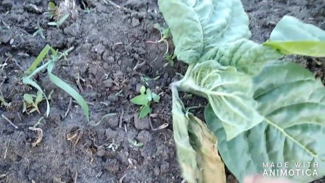 Подкормка борной кислотой смотреть онлайн