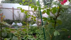 Обрезка рамблера (однократно цветущей розы).