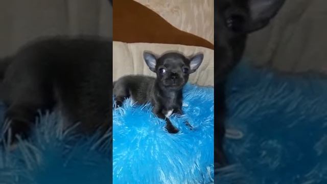 Мальчик чихуахуа смотреть онлайн