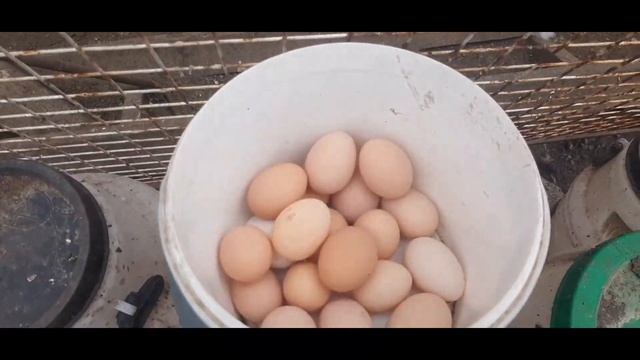 В хозяйстве у Димы . Собираю яйца . Второй сбор за день . смотреть онлайн