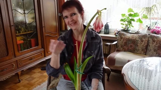 Amaryllis nach der Blüte richtig behandeln - so geht´s! смотреть онлайн