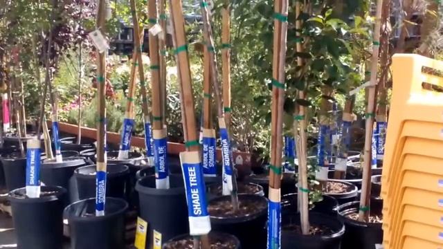 Горшечные растения,пальмы,черепахи... смотреть онлайн