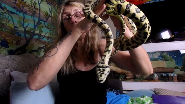 Talking Neuro Issues With Jag Carpet Pythons (My Thoughts) смотреть онлайн