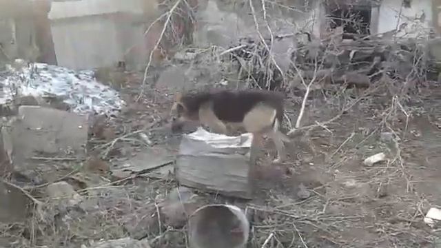 Лечим собаку от чумки смотреть онлайн