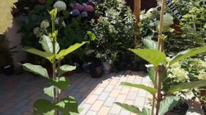 Гортензия метельчатая на штамбе. Формирование сврими руками часть 2.