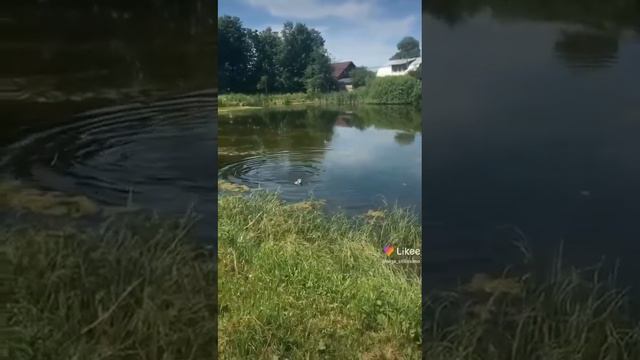 ЖИВУ В ЛЕСУ/ «МОРЕ» в лесу смотреть онлайн