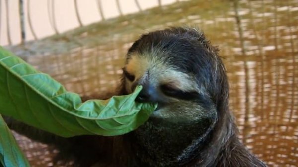 Oso perezoso en el refugio. Costa Rica. Трёхпалый ленивец обедает. Коста-Рика