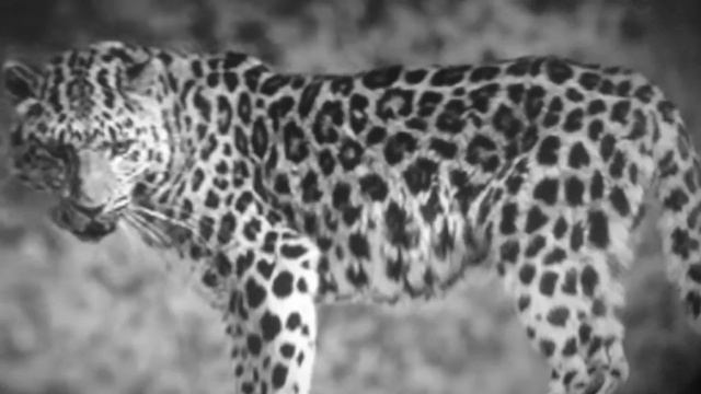 Красивые животные смотреть онлайн