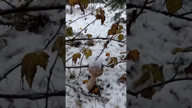 Вы должны ЭТО увидеть! ГРИБЫ ПОД СНЕГОМ! ДОМА НЕ СИДИТСЯ