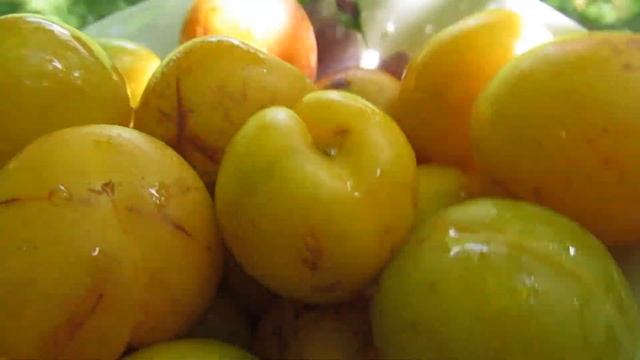 Дача. Гибридная слива "ЛОДВА". 30.07.2022. смотреть онлайн