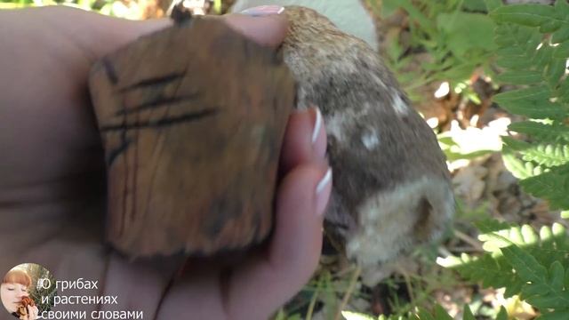 БЕЛЫЙ ГРИБ И ЕГО ДВОЙНИКИ: Дубовик и Моховик. Как отличить смотреть онлайн