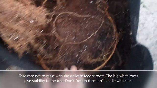 Root Division and Dividing My Fiddle Leaf fig Trees Mixing Soil and Watering смотреть онлайн