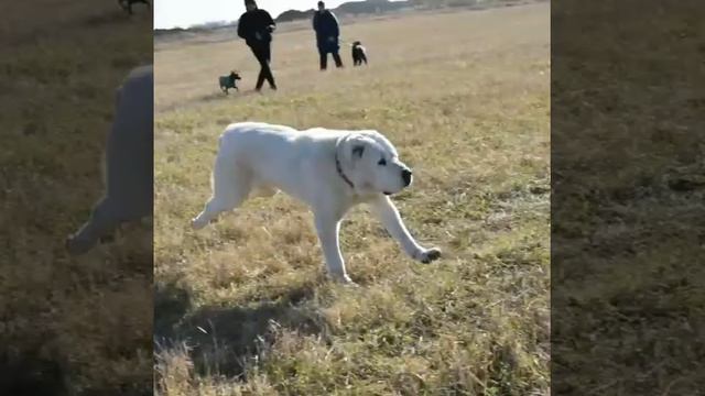 Курсинг Влада