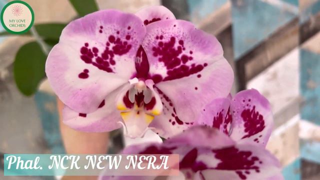 Phal. NCK NEW NERA смотреть онлайн