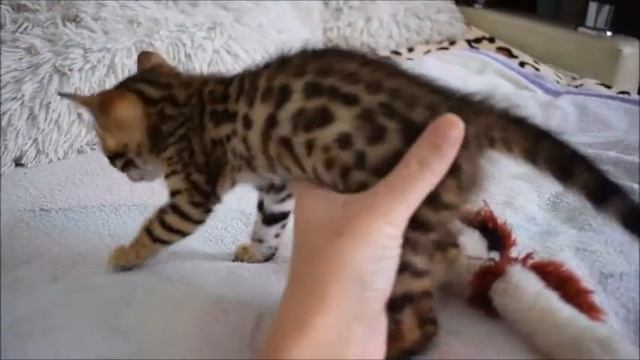 бенгальский котенок ,девочка. смотреть онлайн
