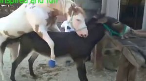 Horses and donkeys mating to birth mule