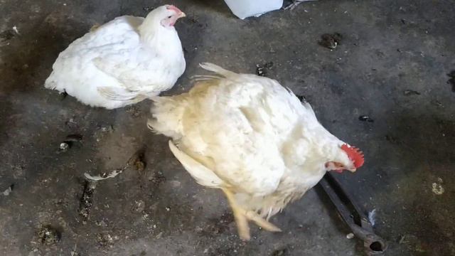 бройлеры для начинающих,21 день,вес более 1 кг смотреть онлайн