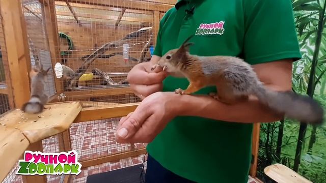 Ухаживаем за белками #2| Советы от ветеринара | "Ручной Zоопарк" смотреть онлайн