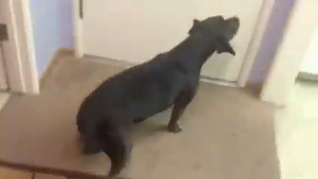 Pit Bull Worried Where Her Daddy Is