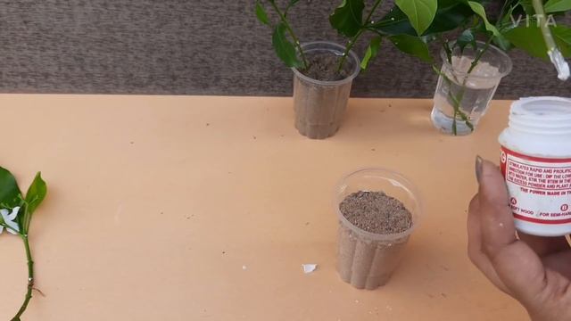 PROPAGATION OF CREPE JASMINE/ CHANDANI смотреть онлайн