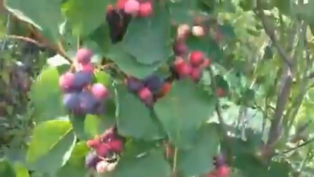 ТопСад. Ирга. Ирга - воробьиная вишня. смотреть онлайн