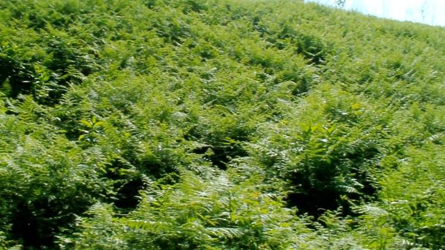 Дикое озерцо в Лесу.Г.Сочи смотреть онлайн