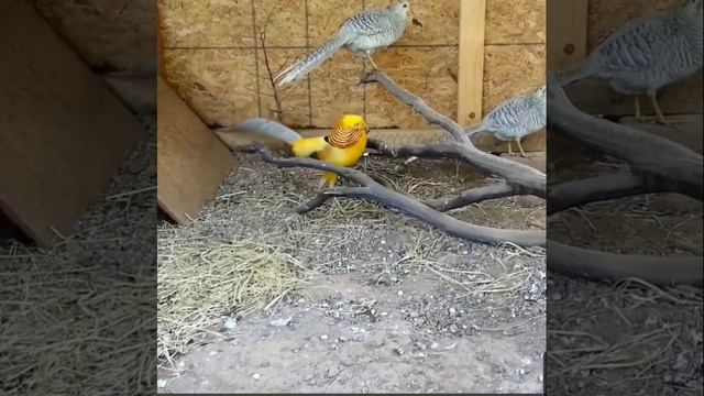 Лимонный фазан токует смотреть онлайн