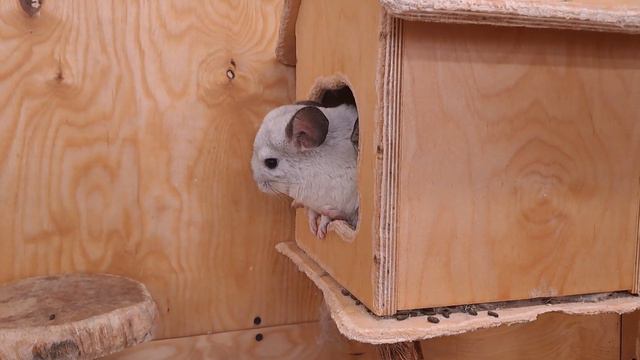 Красноярск "Страна Енотия" смотреть онлайн